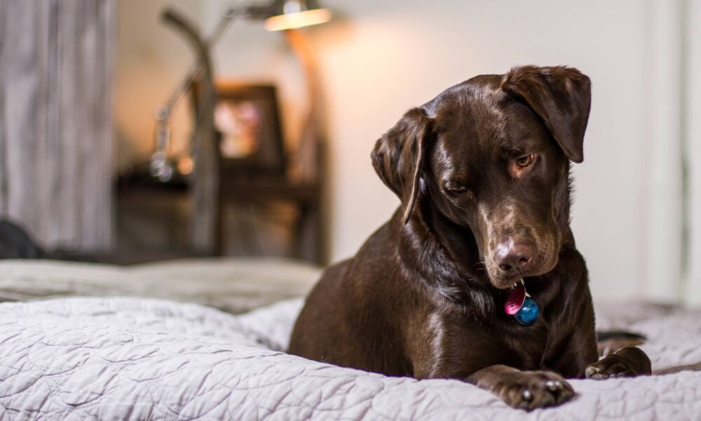 Emotional support animals