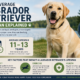The Average Labrador Retriever Lifespan Explained