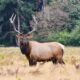 Hunting traditions in American families