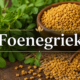 Foenegriek