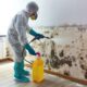 Mold Removal