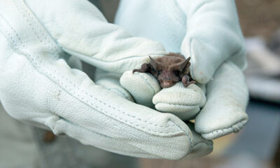 Bat Removal