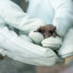 Bat Removal