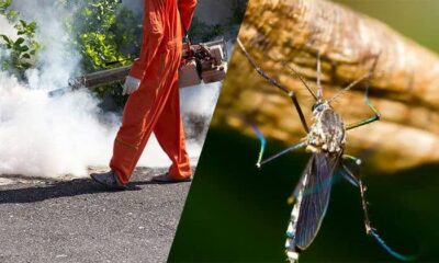 Mosquito Control
