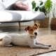 Pet Friendly Apartments and Lifestyle Convenience: Finding the Perfect Home for You and Your Furry Companions