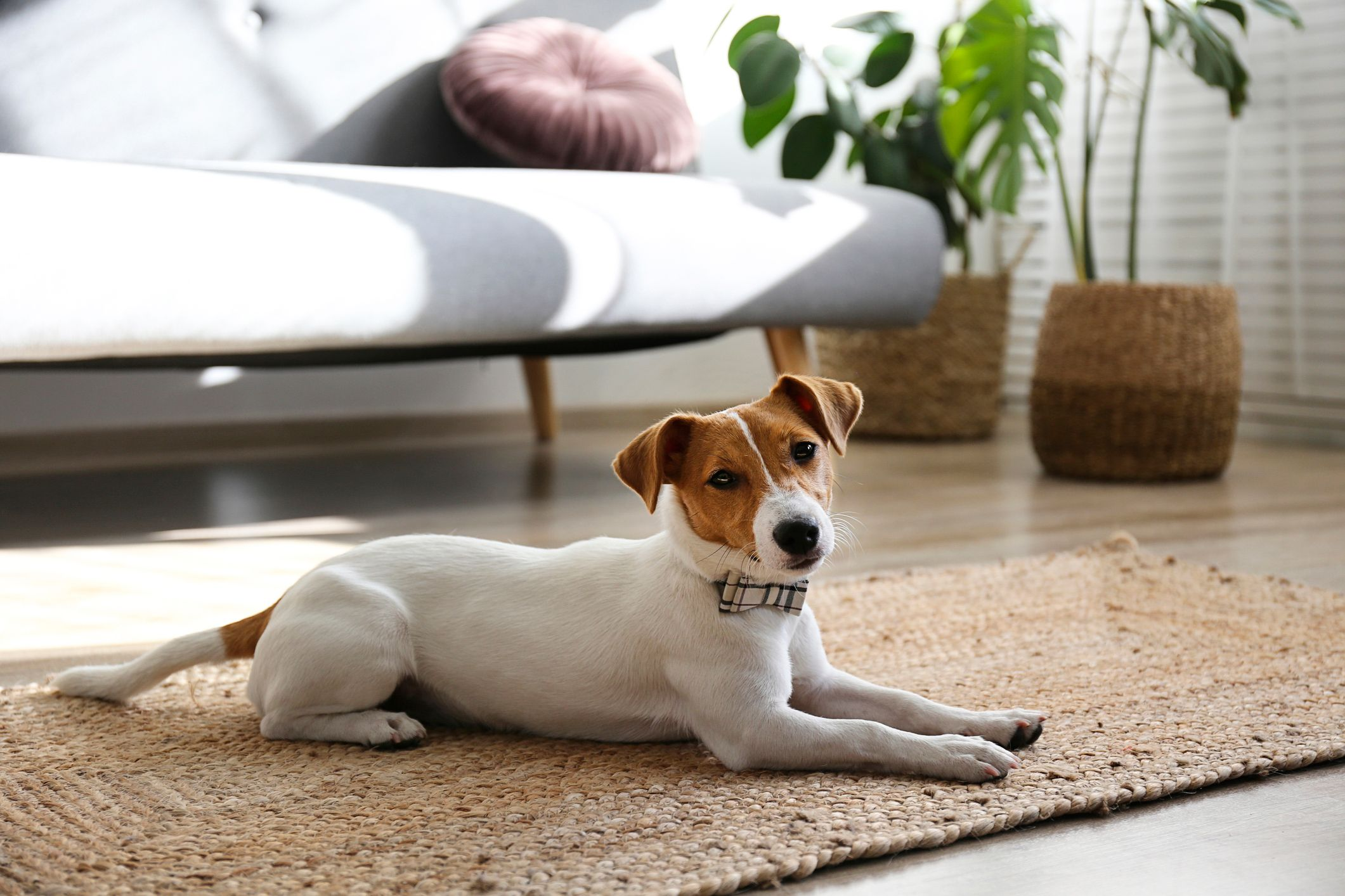 Pet Friendly Apartments and Lifestyle Convenience: Finding the Perfect Home for You and Your Furry Companions
