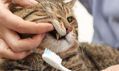 Cat Dental Cleaning