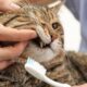 Cat Dental Cleaning
