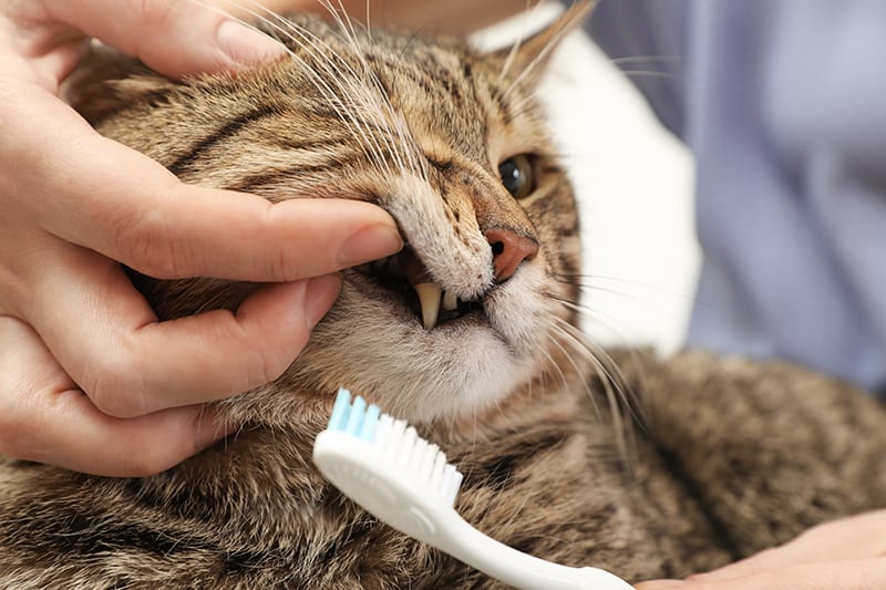 Cat Dental Cleaning