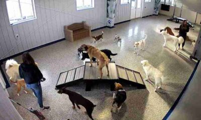 Dog Daycare