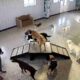 Dog Daycare