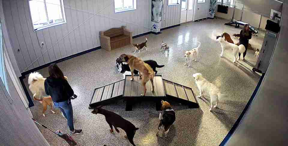 Dog Daycare