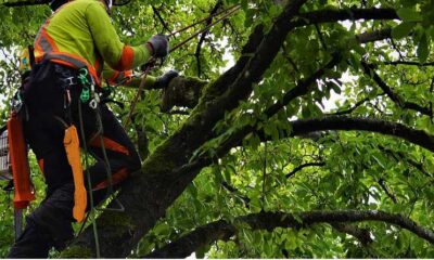 Tree Service