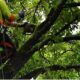 Tree Service