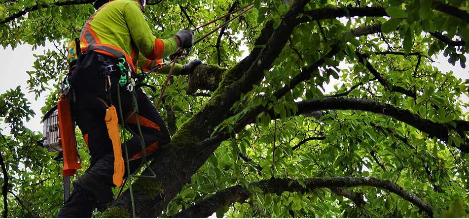 Tree Service