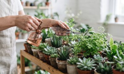 Why Professional Plant Maintenance Services Are Essential for Healthy Green Spaces