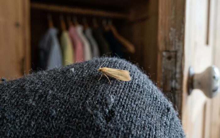 The Best Moth Treatment Companies in the UK: Our 2026 Picks