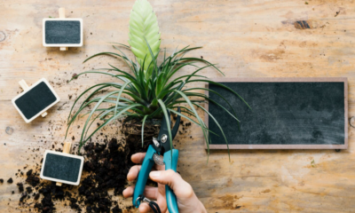 Does Overdesign Reduce Garden Functionality?