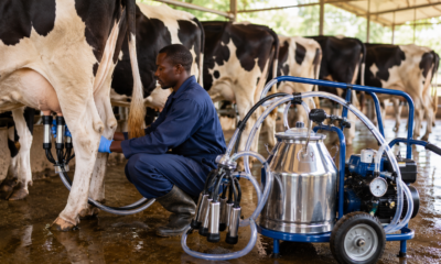 How to Select the Ideal Milking Machine for Your Dairy Farm