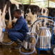 How to Select the Ideal Milking Machine for Your Dairy Farm
