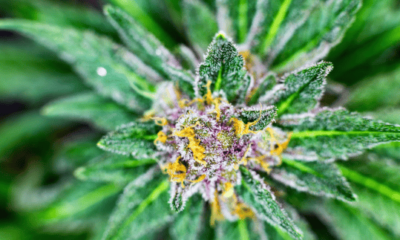 THCa Flower