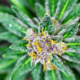 THCa Flower