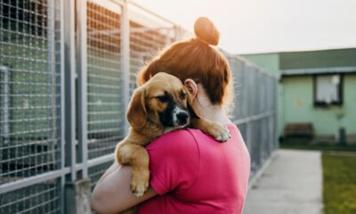 Romanian dog shelters
