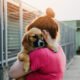 Romanian dog shelters