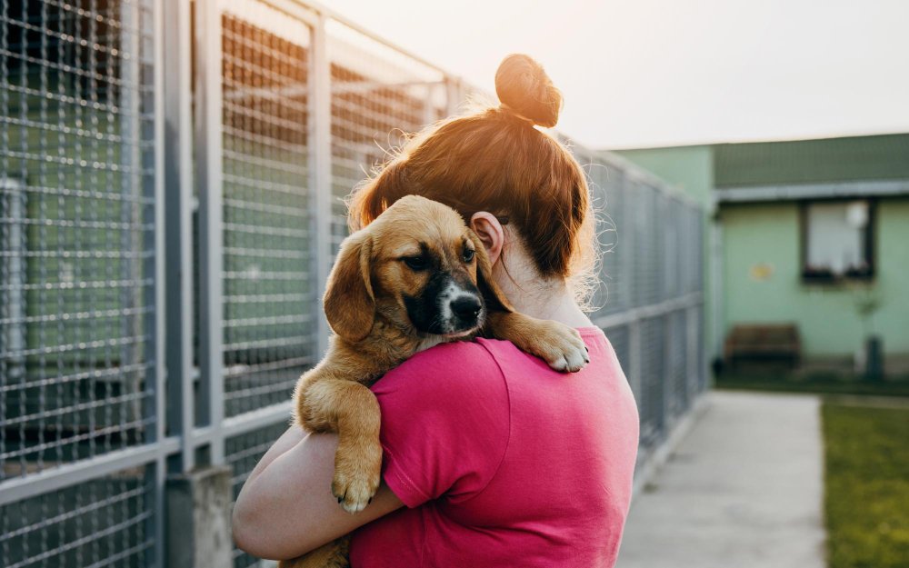 Romanian dog shelters