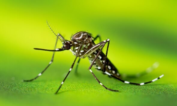 Mosquito Behavior