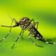 Mosquito Behavior