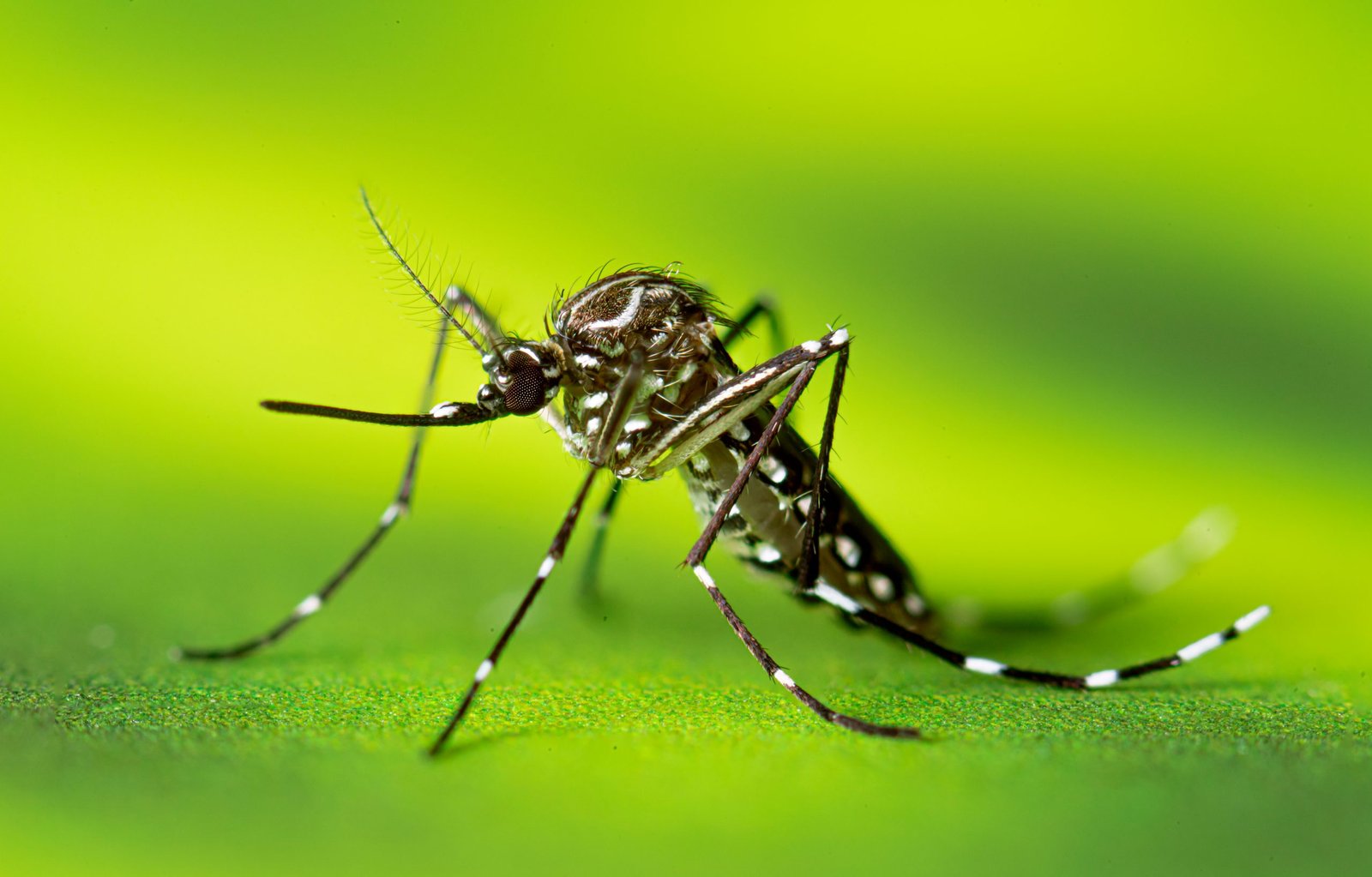 Mosquito Behavior