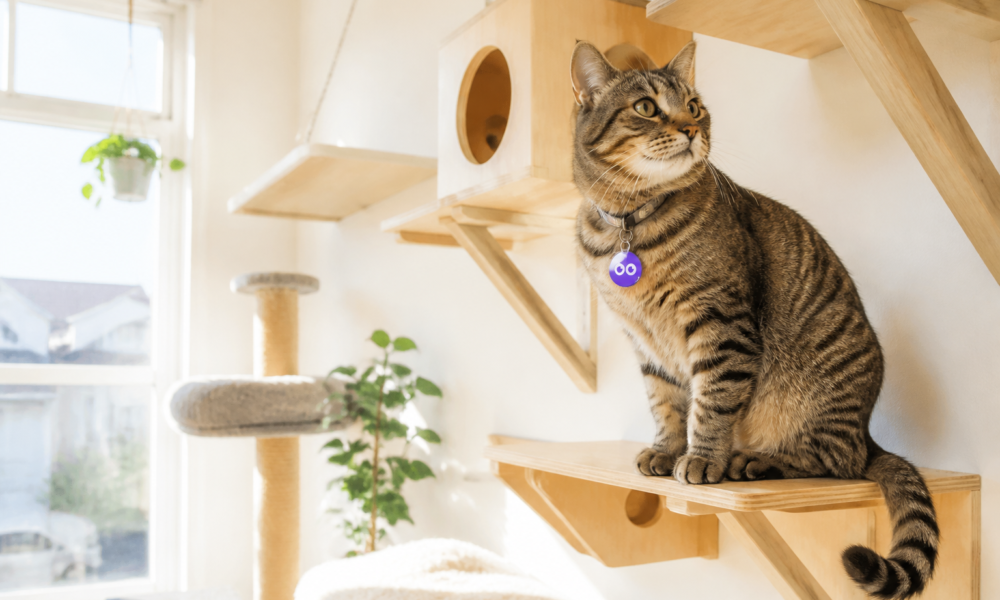 Building a Cat Enrichment Routine That Fits Your Home