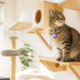 Building a Cat Enrichment Routine That Fits Your Home
